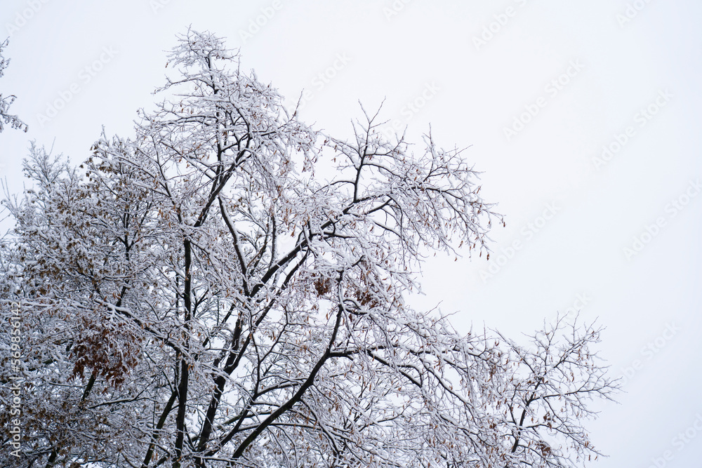 Tree branches covered with snow. Tree branches covered with snow.