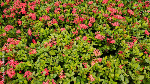 A garden filled with red flowers that blooming in spring. King Ixora or as known as Ixora chinensis, Rubiaceae flower, Ixora flower, or Ixora coccinea. 