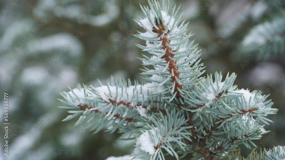 winter nature - Christmas tree branches, fir tree covered with snow close-up winter nature - Christmas tree branches, fir tree covered with snow close-up
