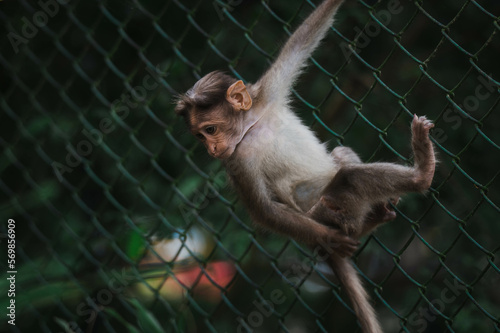 A playful baby macaque monkey hanging on a green fence. Cute image of a baby monkey © Srijita Photography