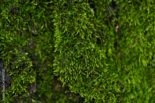 Green moss in the forest. Macro photography.