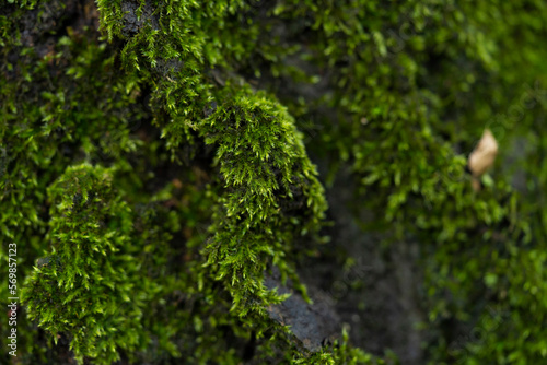 Green moss in the forest. Macro photography.
