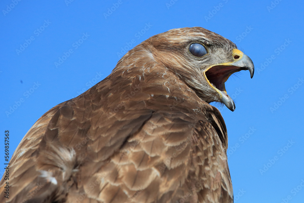 A portrait of a Common Buzzard calling out loud with its translucent eyelid protecting its eye
A portrait of a Common Buzzard calling out loud with its translucent eyelid protecting its eye