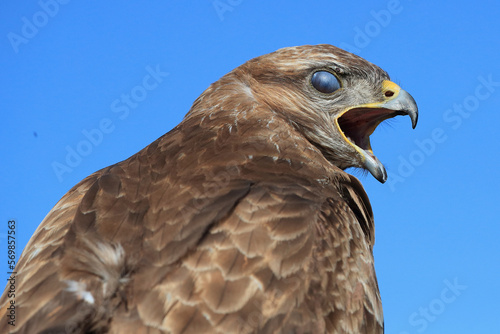 A portrait of a Common Buzzard calling out loud with its translucent eyelid protecting its eye 