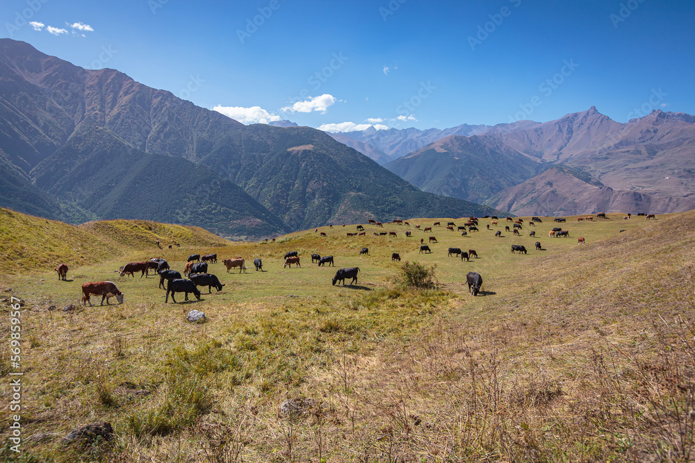 A herd of cows grazes in the meadows of the Caucasus Mountains.