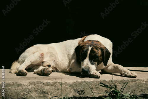 Perro acostado en día soleado