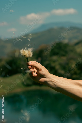 Mano sujeta diente de león llevado por el viento