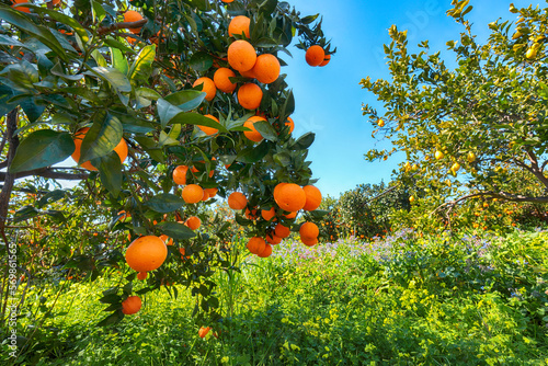 Ripe oranges on tree in orange garden.