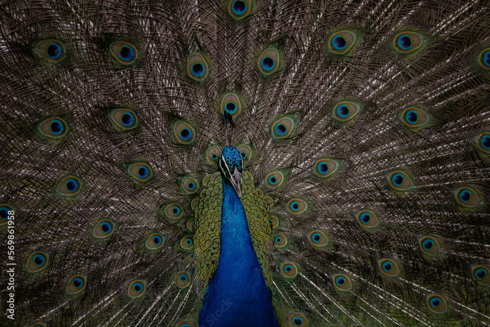 Obraz premium Retrato de Pavo real 