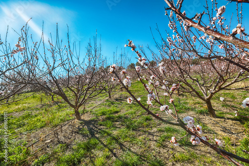 Amazing white almond flowers on almond tree branch in spring Italian garden  Sicilia.