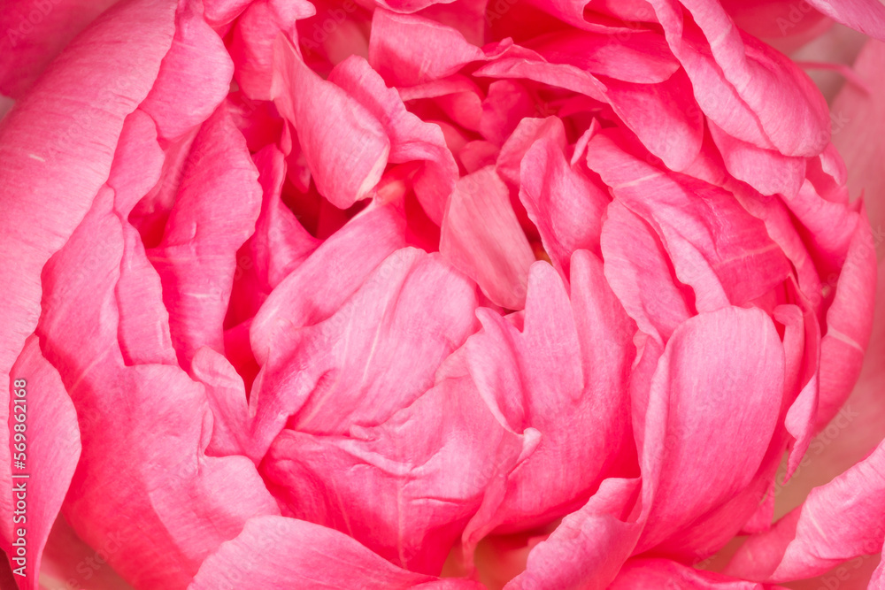 petals of pink peony flower