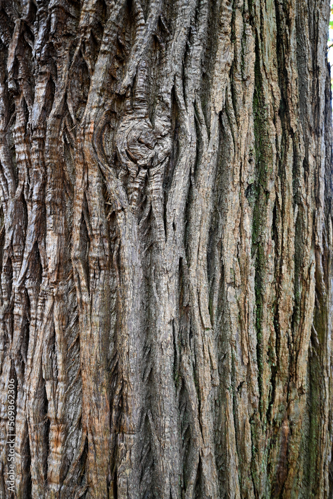 Obraz premium texture