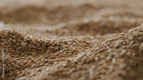 Abstract background grain harvested harvest