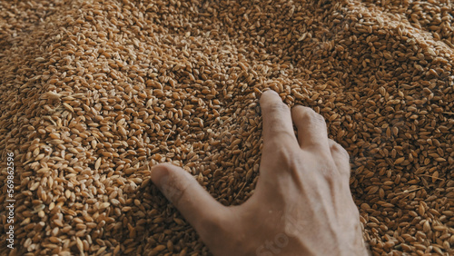 A human hand holds a handful of grain on a wheat background
