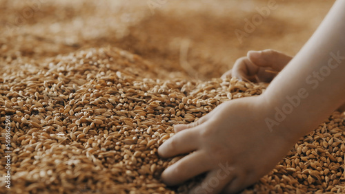 A child's hand picks a grain of wheat.