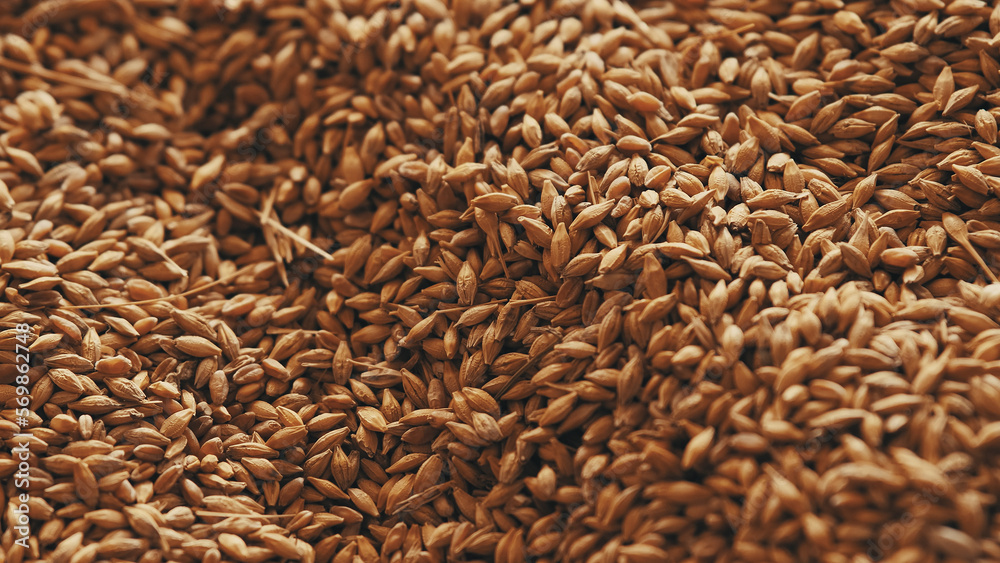 Abstract background grain harvested harvest
