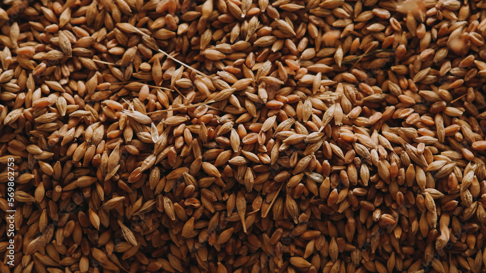 Abstract background grain harvested harvest