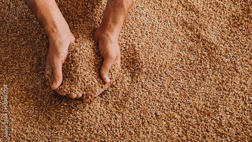 A human hand holds a handful of grain on a wheat background
