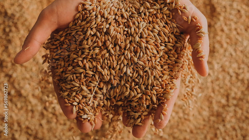 A human hand holds a handful of grain on a wheat background