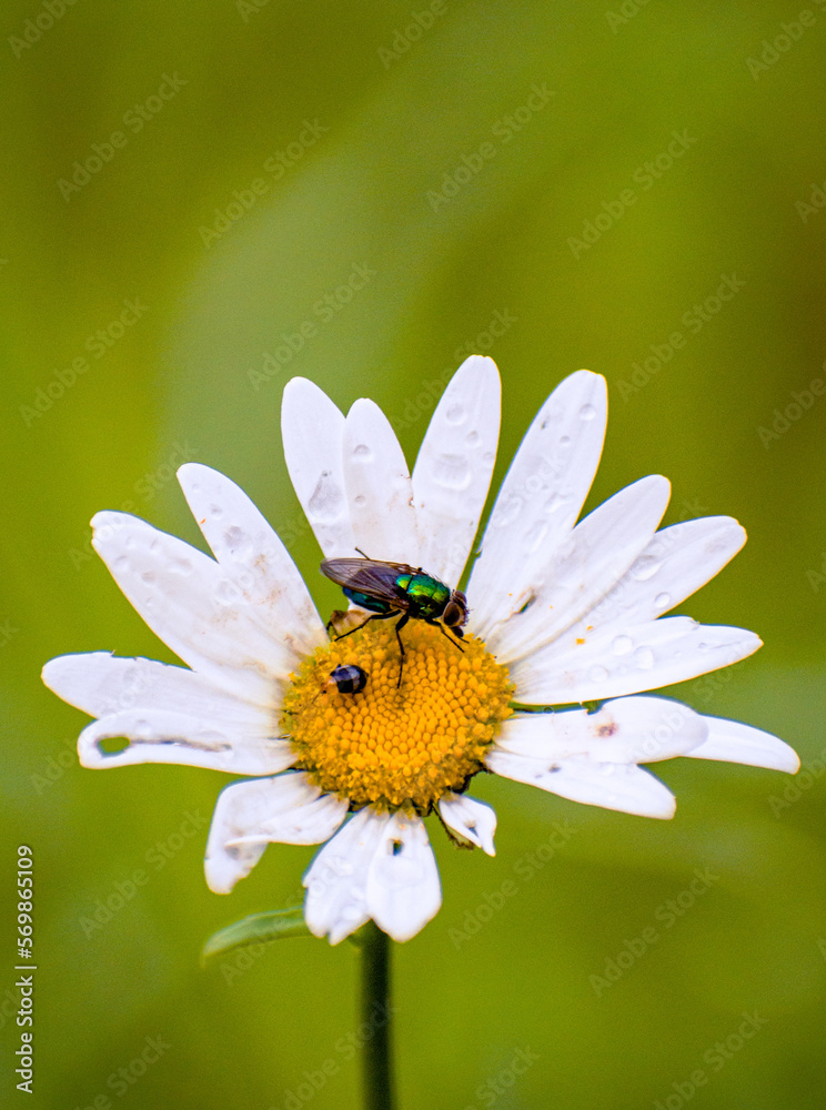 Fototapeta premium bee on flower