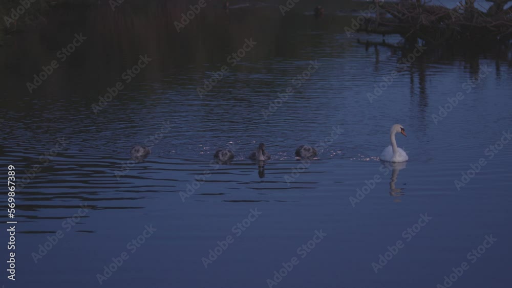 Beautiful view of swans and cygnets swimming in a lake Beautiful view of swans and cygnets swimming in a lake