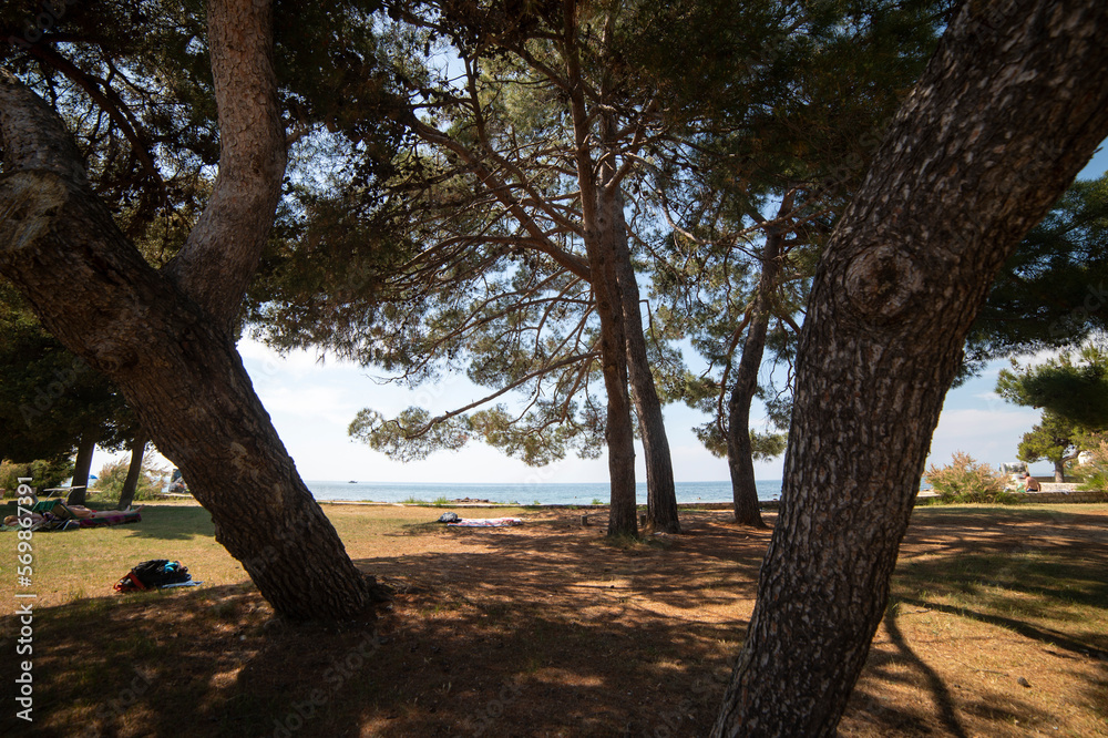 Sea and pine forest in Croatia. The coast of the Adriatic Sea on a clear and sunny day Sea and pine forest in Croatia. The coast of the Adriatic Sea on a clear and sunny day