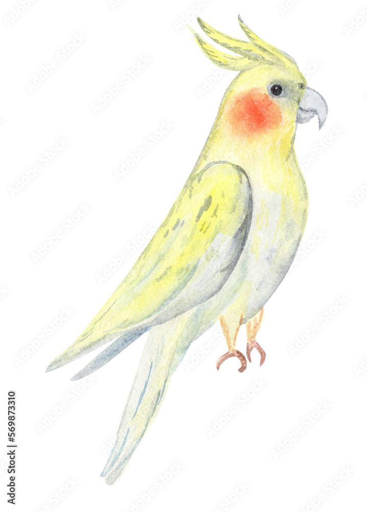Fototapeta premium Watercolor corella parrot isolated on white