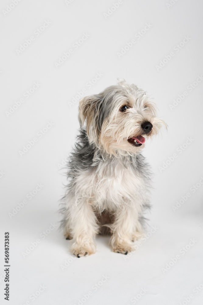 Yorkshire Terrier, 2 years old, sitting in front of white background Yorkshire Terrier, 2 years old, sitting in front of white background