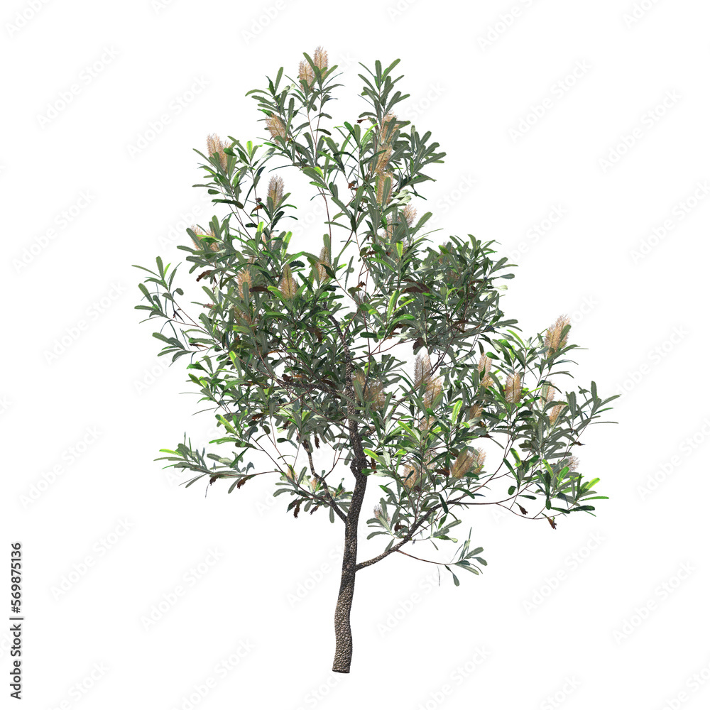 Banksia serrata old man banksia saw banksia saw-tooth banksia red honeysuckle wiriyagan isolated 3d render, tall tree, light for daylight, easy to use