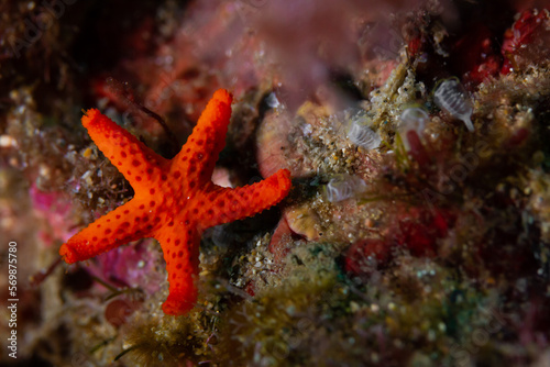 Echinaster sepositus, detalle de una estrella de mar en el arrecife del mediterráneo. © Oscar
