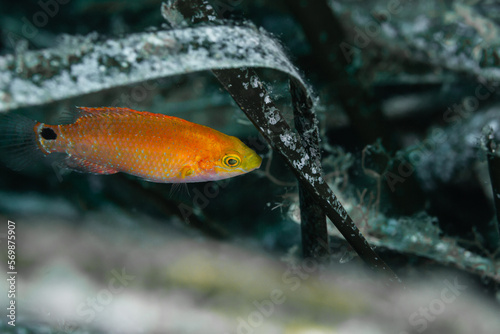 Symphodus sp. - Coloreado pez entre la posidonia photo