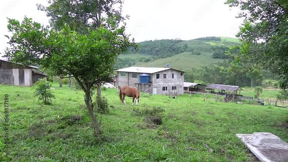 A farm house and a horse during the brazilian summer A farm house and a horse during the brazilian summer