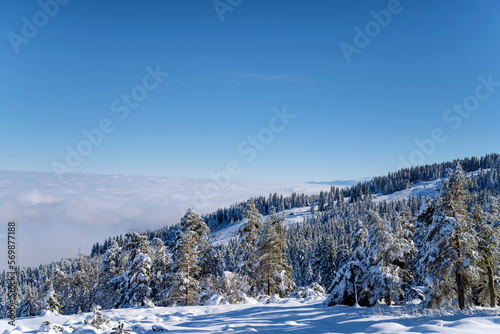 Beautiful Winter Landscape with Pine Trees Covered with Snow . Vitosha Mountain ,Bulgaria 