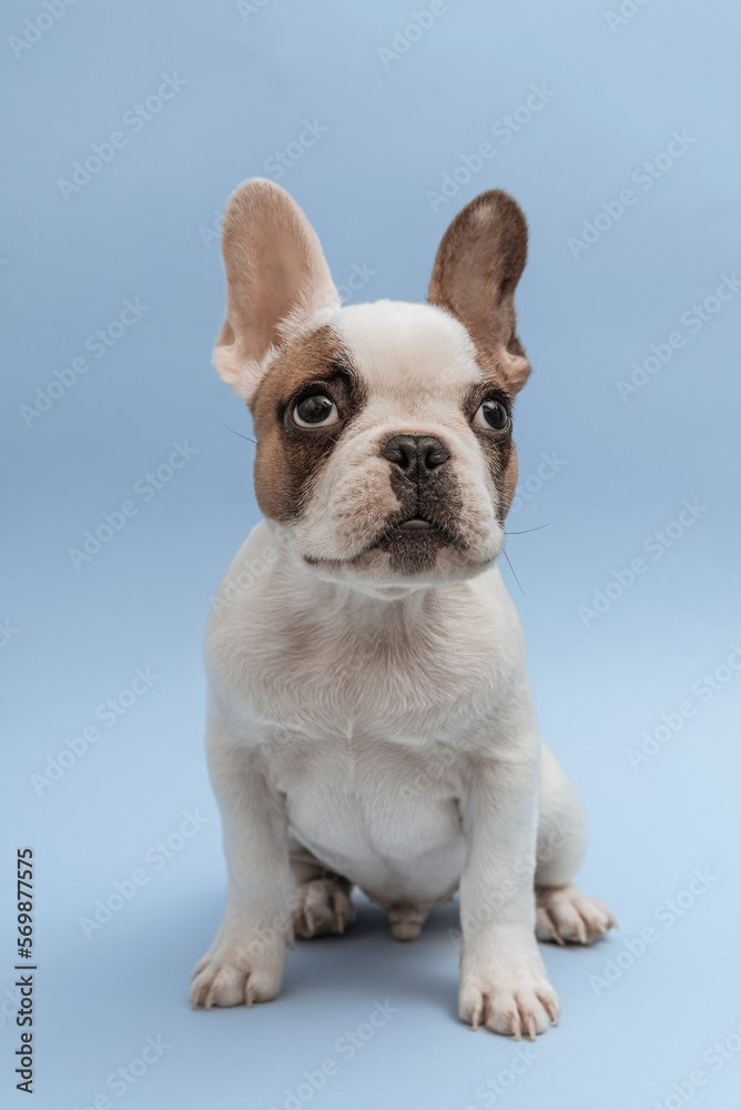 Lovely french bulldog looking up with curiosity, sitting on blue background. French Bulldog puppy 3 months old. Beautiful french bulldog dog