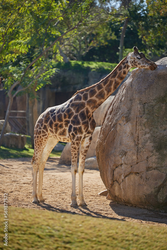 A giraffe stands by rocks and trees