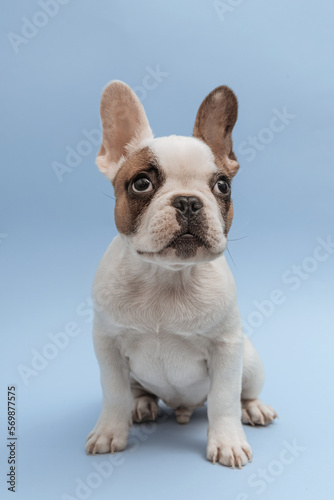 Lovely french bulldog looking up with curiosity, sitting on blue background. French Bulldog puppy 3 months old. Beautiful french bulldog dog © AstiMak