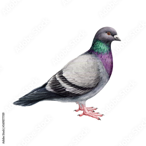 Common pigeon illustration. Hand drawn Columba livia avian. Rock dove realistic detailed image. Town  city  village  urban inhabitant bird. Common pigeon hand drawn illustration.