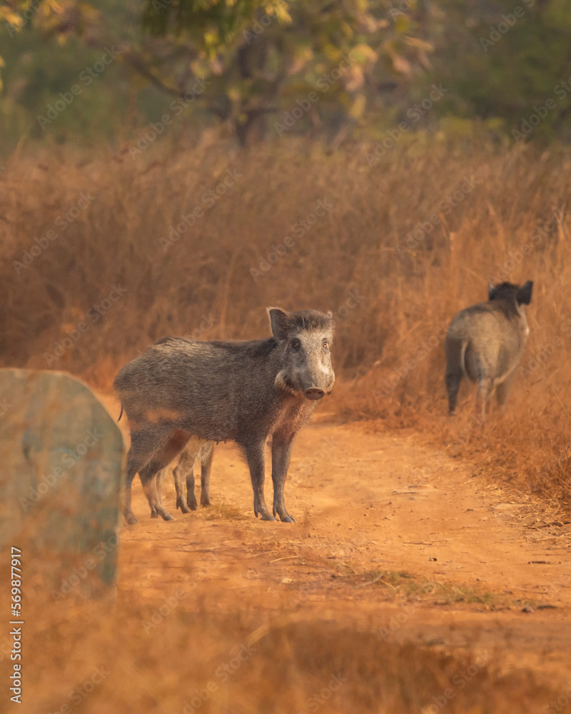 Fototapeta premium Indian boar or Andamanese or Moupin pig or wild boar Sus scrofa cristatus a dangerous animal on forest track or road at panna national park forest tiger reserve madhya pradesh india asia