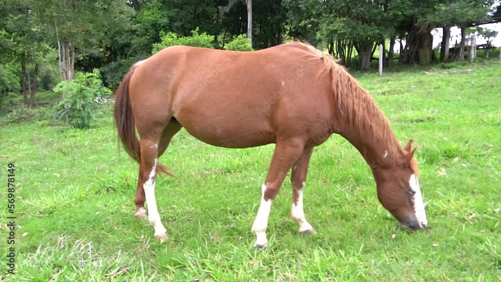 A horse in open field eating grassu during the summer in brazil. Brazilian farms are always full of working animals that can help humans in tasks related to agriculture. A horse in open field eating grassu during the summer in brazil. Brazilian farms are always full of working animals that can help humans in tasks related to agriculture.