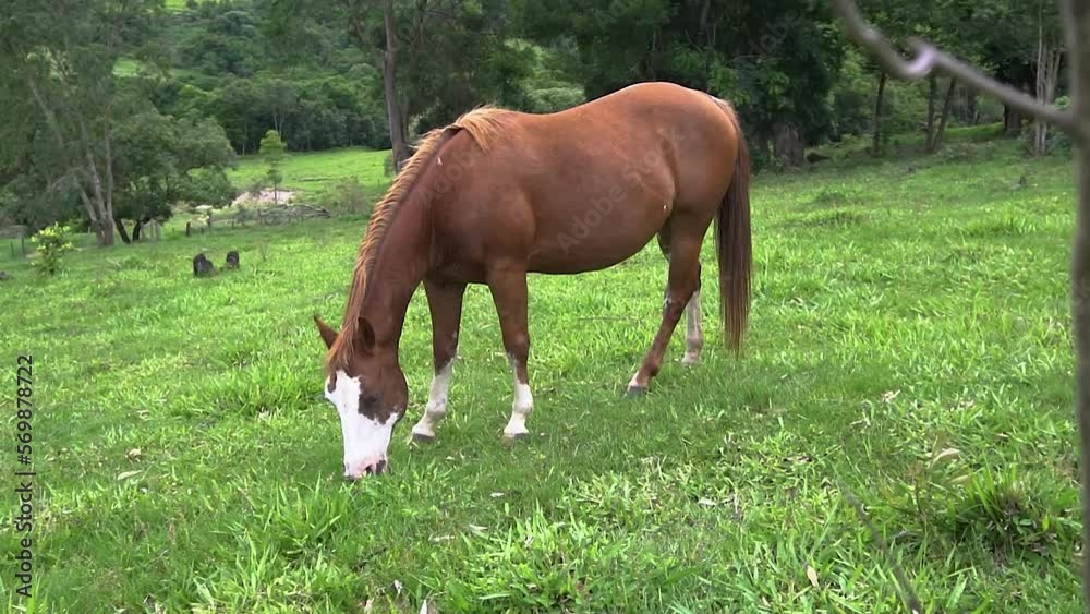 A horse in open field eating grassu during the summer in brazil. Brazilian farms are always full of working animals that can help humans in tasks related to agriculture. A horse in open field eating grassu during the summer in brazil. Brazilian farms are always full of working animals that can help humans in tasks related to agriculture.