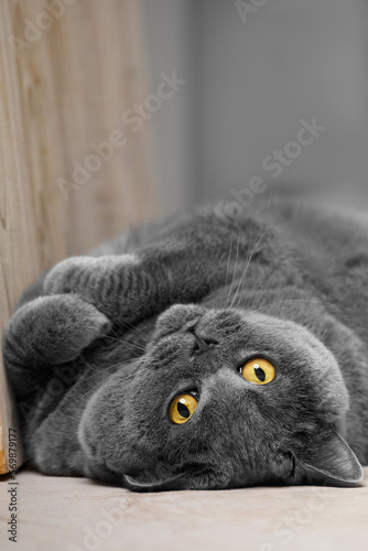 The cat lies on its back in the home interior close-up.
