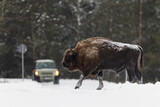 European bison (Bison bonasus) crossing a road. Wisent creating a road hazard. Big danger animal crossing a road in the winter on the snow