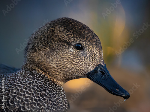 Photography Mareca strepera Gadwall drake headshot. Close up of a rare duck