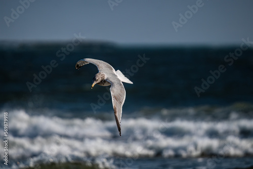 seagull in flight