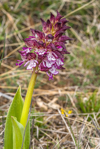 Orchis br  l   sur le causse de Sauveterre    Champerboux  Loz  re  France