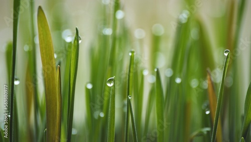 Young sprouts of grass with dew. Close-up view.