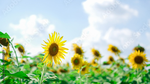 sunflower field and sky