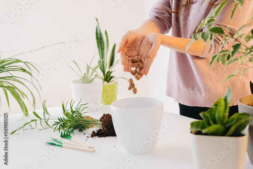 hand layers expanded clay aggregate drainage in pots for transplanting houseplants photo