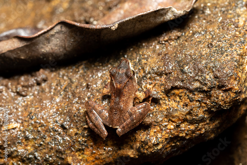 Gephyromantis sculpturatus, commonly known as the sculpted Madagascar frog, endemic species of frog in the family Mantellidae. Ranomafana National Park, Madagascar wildlife animal.