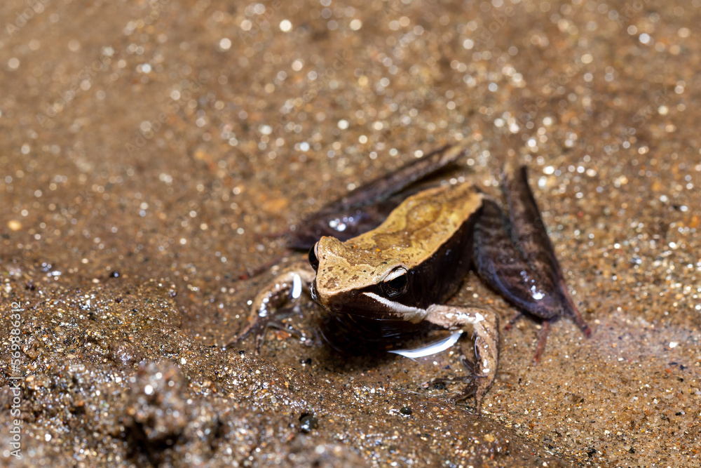 Mantidactylus melanopleura, endemic species of frog in the family Mantellidae. Madagascar wildlife animal